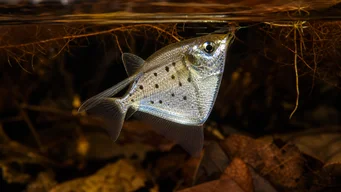 Thoracocharax stellatus