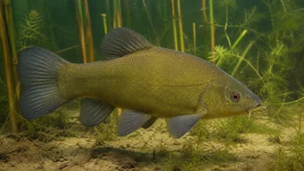 Tinca tinca (Közönséges tartályhajó)