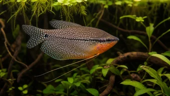 Trichogaster leeri Mozaik gourami