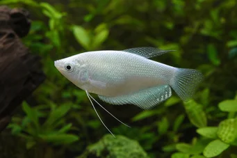 Trichogaster microlepis Gourami hold