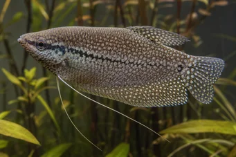 Trichogaster pectoralis Kígyó bőr gourami
