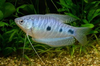 Trichogaster trichopterus Három folt, kék gourami