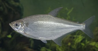 Triportheus albus (Tetra készítő sárga uszonyokkal)