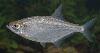 Triportheus angulatus Elválasztott