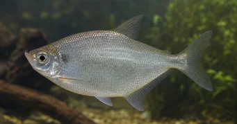 Triportheus rotundatus Kerek számszeríj tetra