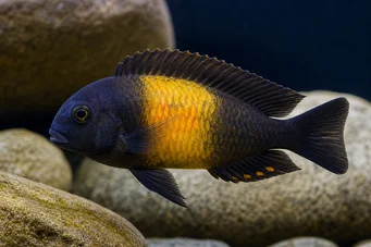 Tropheus moorii ilangi (Tropheus Moorii Ilangi)