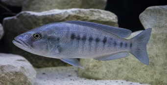 Tyrannochromis macrostoma Makrostoma tyrannochromis
