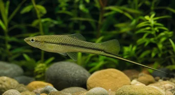 Xiphophorus montezumae (Montezuma kardtulajdonos)