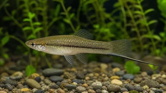 Xiphophorus neuzalanahotl (Foltos kard)