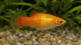Xiphorus maculatus (Xipho zöld vagy xipho wild)