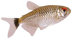 Moenkhausia oligolepis (Moenkhausia vörös szemekkel)