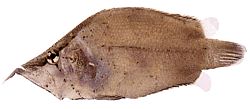 Monocirrhus polyacanthus (Tűzoltó)
