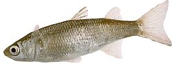 Mugil labrosus (Öszvér nagy ajkakkal)