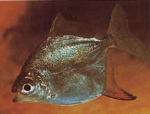 Myleus rubripinnis rubripinnis (Metynnis piros horoggal)