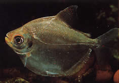 Mylossoma aureum (Pompano, arany pakou)