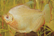 Mylossoma duriventre (Pacou-Meule, ezüst myleus)