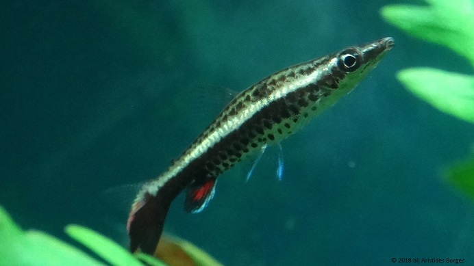 Nannobrycon eques (Ceruza)