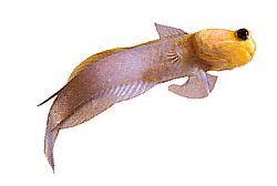 Opistognathus aurifrons (Opistognathe az elülső doré -nál)