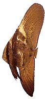 Platax orbicularis Orbicularis denevérhal
