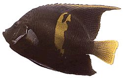 Pomacanthus maculosus Angyal hal croissantban