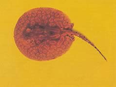 Potamotrygon laticeps Réie à aiguillon közönség