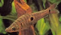 Pseudanos trimaculatus (Három folt Leporinus)