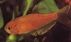Rachoviscus crassiceps Karakter vastag fejjel, arany tetra