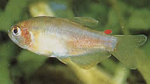 Rachoviscus graciliceps (Gracile -karakter)
