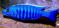 Scianochromis fryeri (Elektromos kék)