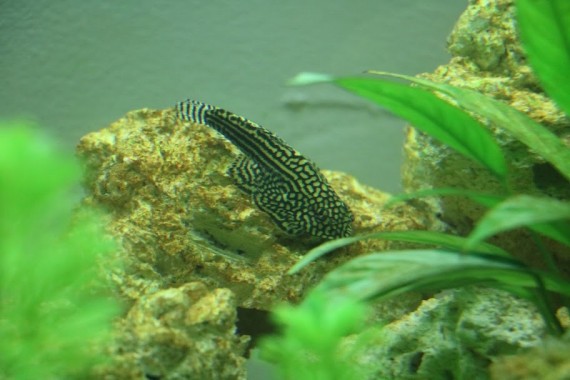 Sewellia Lineolata (Loche leopárd)