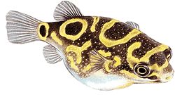 Tetraodon palembangensis