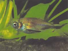 Triportheus rotundatus Kerek számszeríj tetra