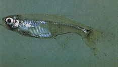 Xenurobrycon macropus (Brycon a Gros-Yeux-ban)