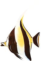 Zanclus canescens (Szeletelő)